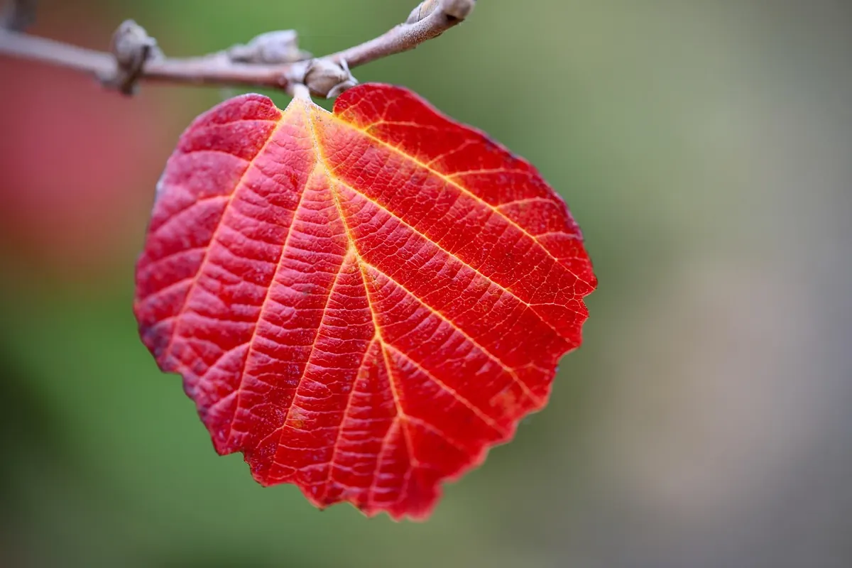 Autumn Reset: How to Declutter and Refresh Your Note System
